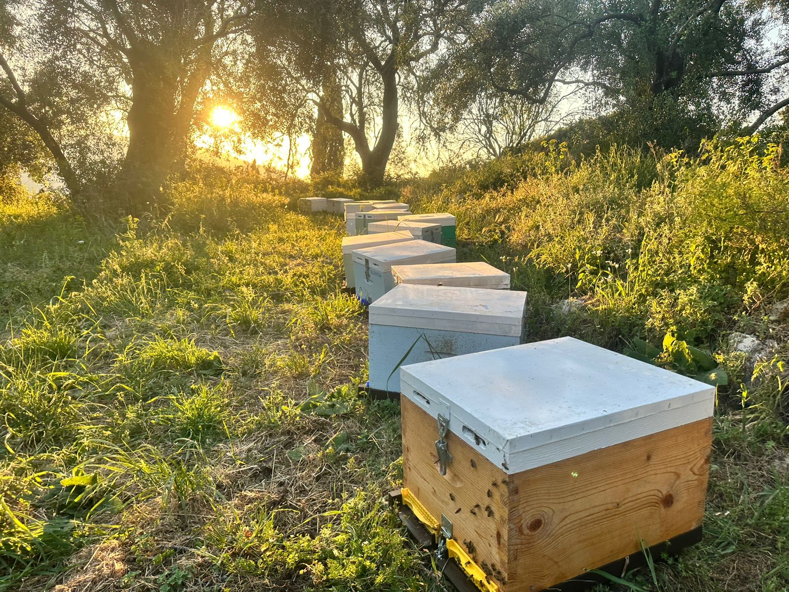 WhatsApp Image 2025-05-29 at 17.05.25